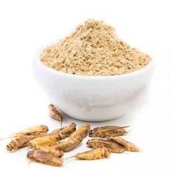 Cricket Flour and Other Insect Protein Powders