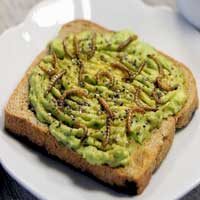 avocado toast with mealworms